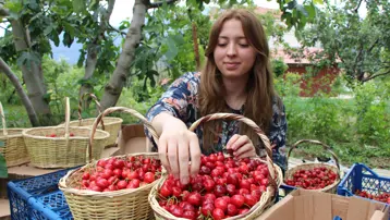 Geçen yıl hiç yoktu, bu yıl rekor kırdı. Hasat başladı, 50 bin ton bekleniyor