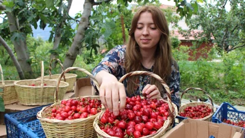 Geçen yıl hiç yoktu, bu yıl rekor kırdı. Hasat başladı, 50 bin ton bekleniyor