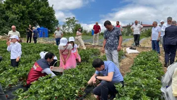 Kendine has aroması dikkat çekiyor. Bin metre rakımda hasat başladı