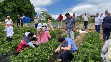Kendine has aroması dikkat çekiyor. Bin metre rakımda hasat başladı