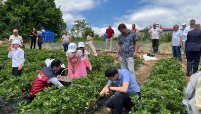Kendine has aroması dikkat çekiyor. Bin metre rakımda hasat başladı