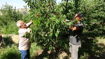 Günlük 3 bin TL'ye işçi bulamıyorlar. Hasat başladı, üretici zor durumda