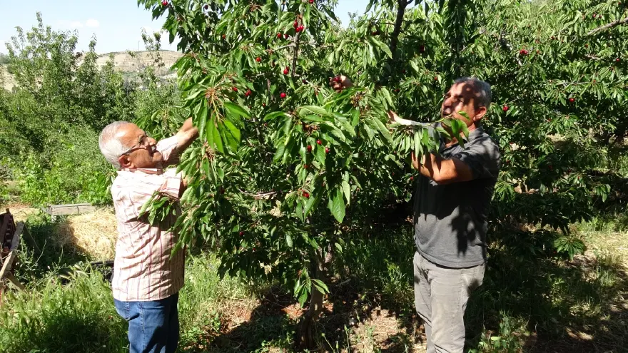 Günlük 3 bin TL'ye işçi bulamıyorlar. Hasat başladı, üretici zor durumda 
