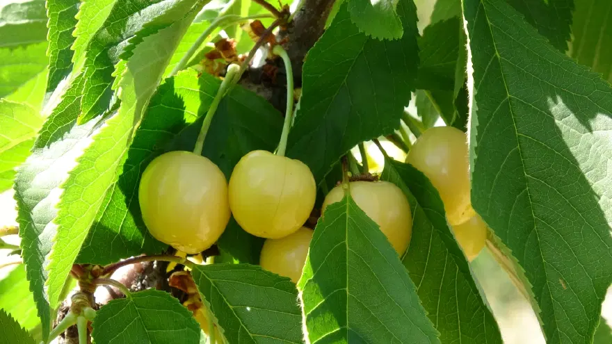 KİLOSU 70-120 TL ARASINDA DEĞİŞİYOR 1