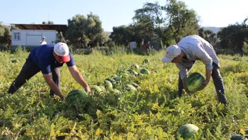 Gün doğmadan sıraya giriyorlar. Tarlada kilosu 15, pazarda 30 TL'den satılıyor