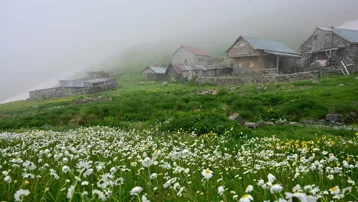 Abdal Musa Dağı'nın etekleri papatya tarlasına dönüştü