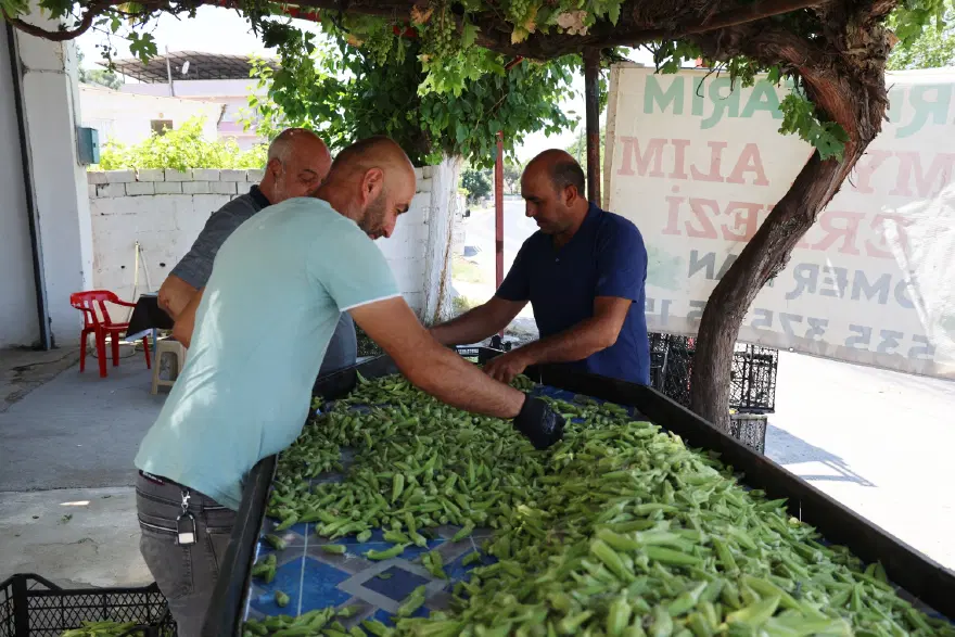 Aydın'da hasat başladı. Türkiye'nin dört bir yanına gönderiliyor, kilosu 200 TL 1