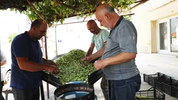 Aydın'da hasat başladı. Türkiye'nin dört bir yanına gönderiliyor, kilosu 200 TL