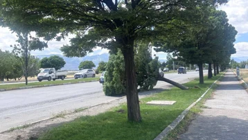 Şiddetli rüzgar ağaçları devirdi, çatılar uçtu