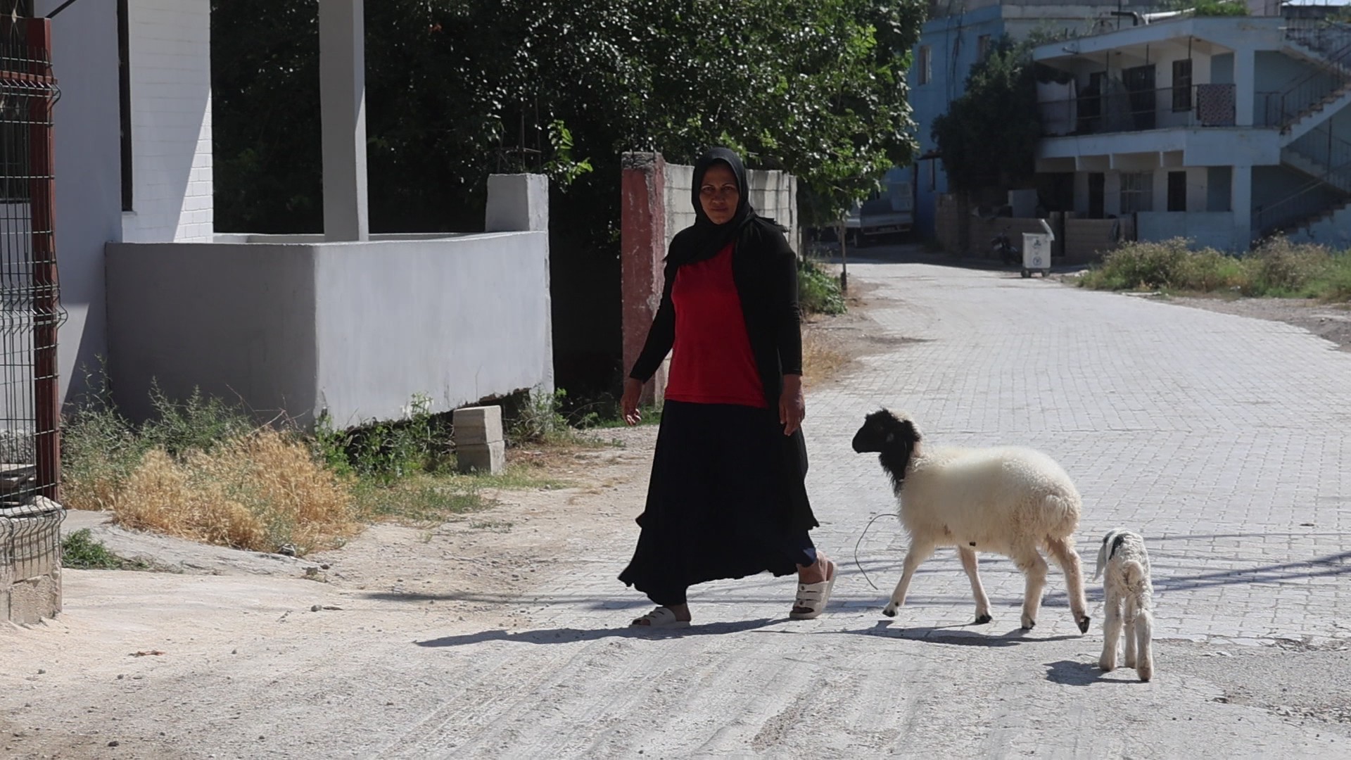 Lösemiden Kaybettiği Evladının Acısını Kuzuyla Hafifletiyor