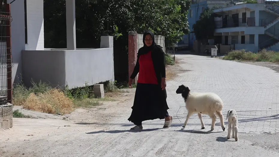 Evladını lösemiden kaybeden anne, teselliyi peşinden ayrılmayan kuzuda buldu
