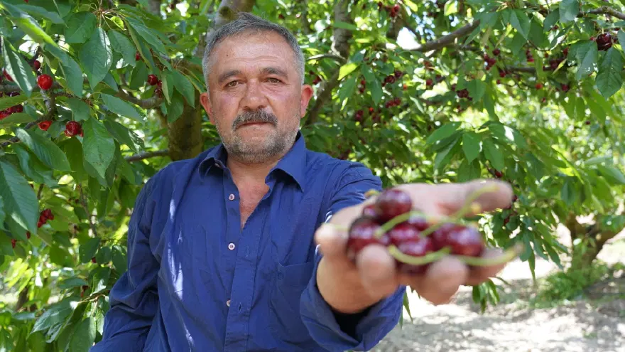 FİYATI TARLADA 60 LİRA 3