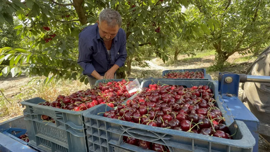 HASAT SÜRÜYOR 1
