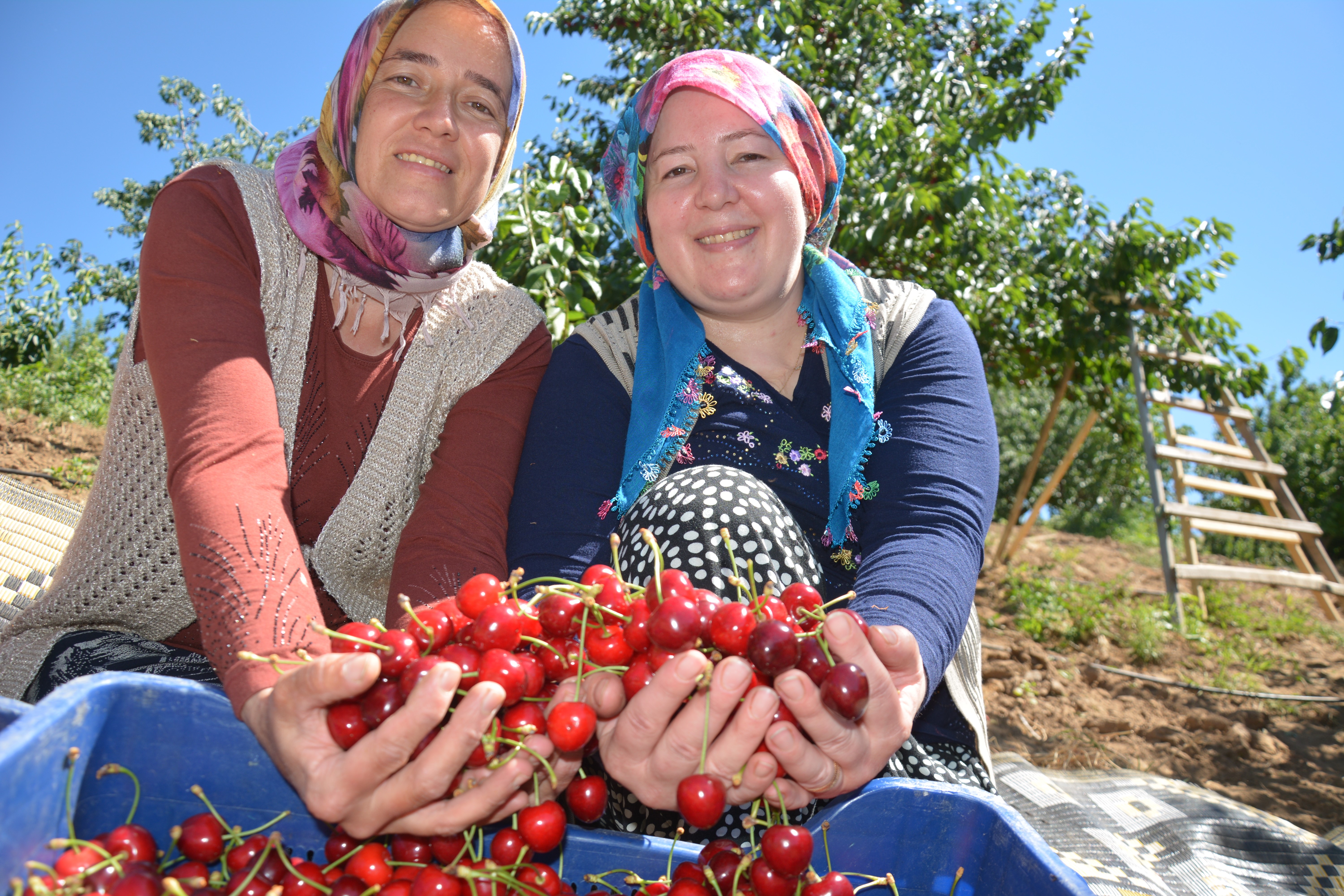 1400 rakımda yetişiyor, sabahın erken saatlerinde toplanıyor. Tarlada 90 liraya kadar alıcı buluyor