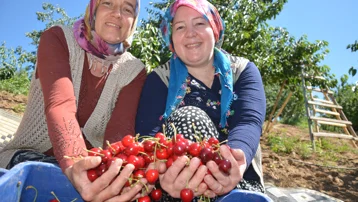 1400 rakımda yetişiyor, sabahın erken saatlerinde toplanıyor. Tarlada 90 liraya kadar alıcı buluyor