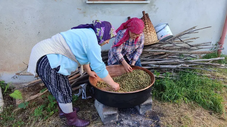 Tek başına yapılacak iş değil, tek tek ayıklanıyor. Bir günlük emek kazanda 4 kiloya dönüşüyor 3