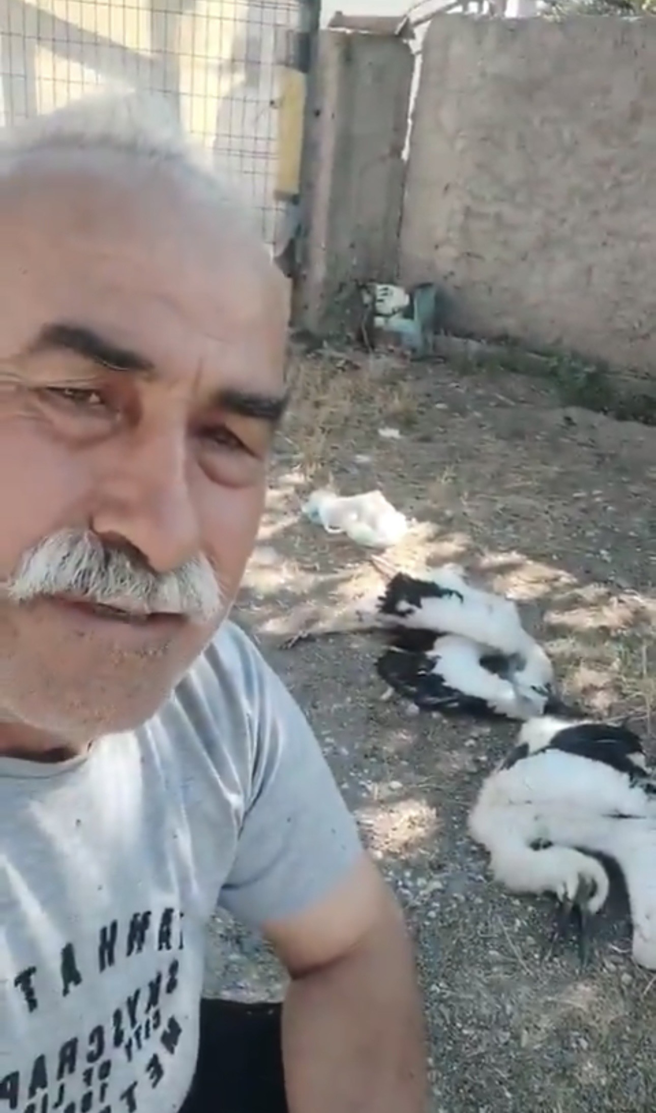 Çankırı'da leyleklerin ölümü üzdü