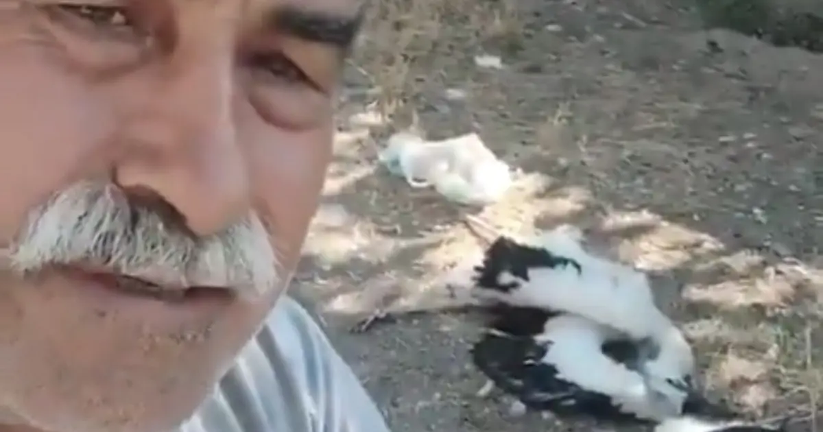 Leyleklerin öldüğünü görünce gözyaşlarına boğuldu: "Sahip çıkamadım"
