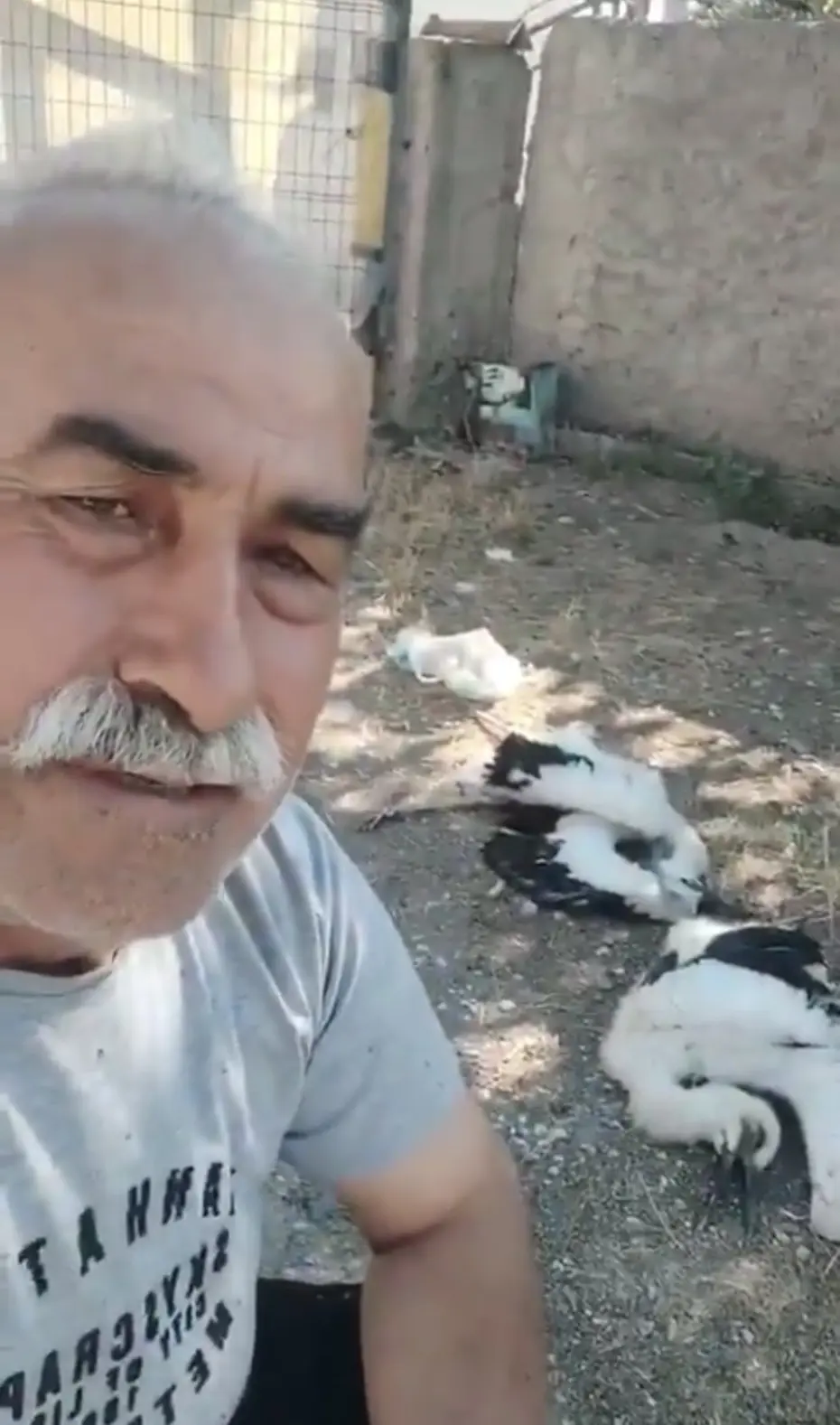 Leyleklerin öldüğünü görünce gözyaşlarına boğuldu: 