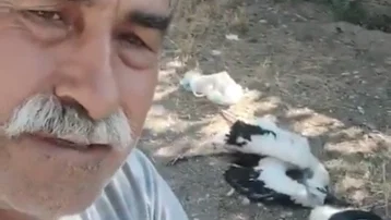 Leyleklerin öldüğünü görünce gözyaşlarına boğuldu: "Sahip çıkamadım"