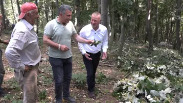 Hasat sırasında ölümüne risk alıyorlar. Kilosu 3 bin TL