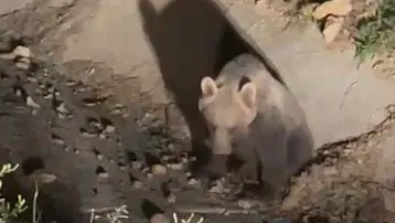 Aracın çarpıp kaçtığı ayı vatandaşlar tarafından görüntülendi