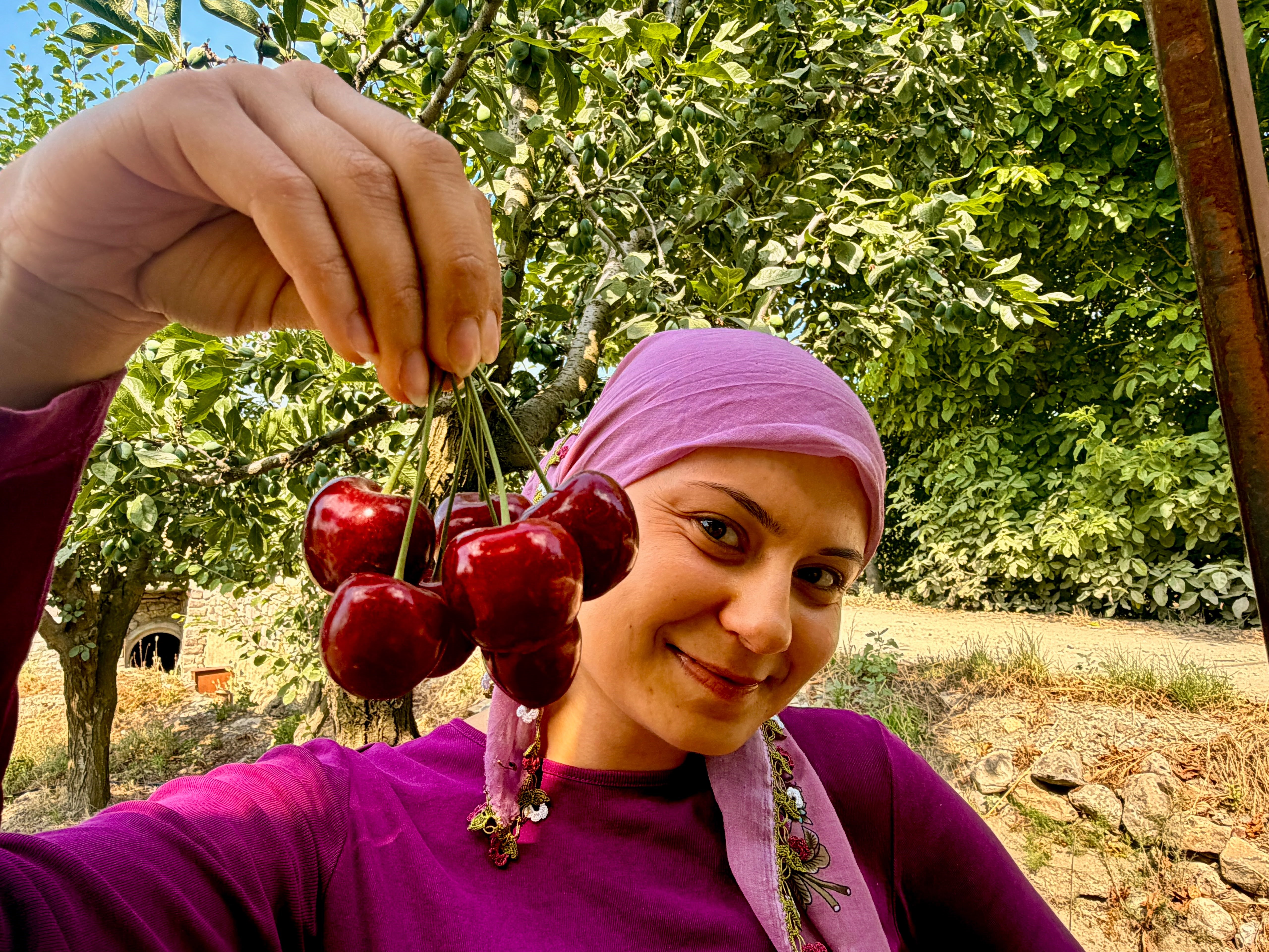 Fiyatı açıklandı, hasat başladı. Dünyaca ünlü, kilosu 60 TL