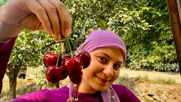 Fiyatı açıklandı, hasat başladı. Dünyaca ünlü, kilosu 60 TL