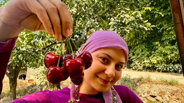 Fiyatı açıklandı, hasat başladı. Dünyaca ünlü, kilosu 60 TL