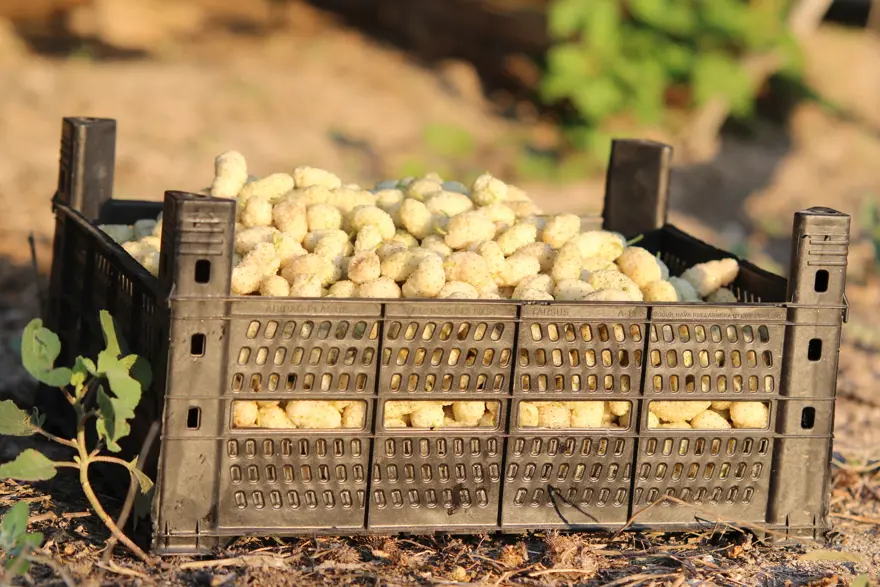"REKOLTE 9-10 TON CİVARI OLUR" 1