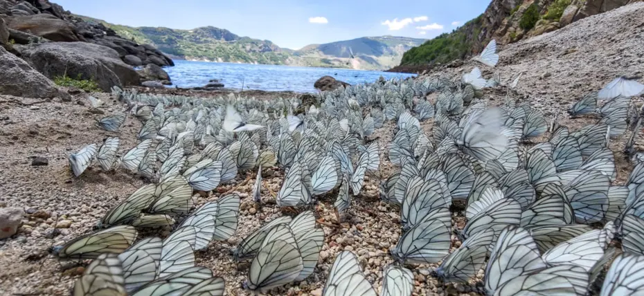 Nemrut Krater Gölü’nde şaşırtan doğa olayı. Yüzlercesi bir araya geldi!