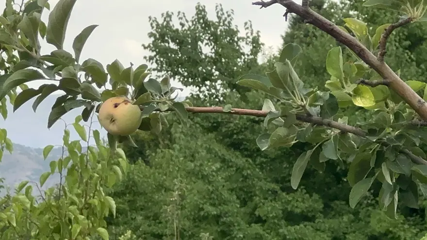 10 dönümden tek çürük elma çıkmıştı. Dallar bu yıl yere değdi 2