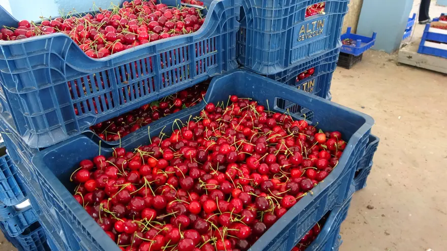 Tarlada 60, markette 250 lira. 10 bin dönümlük alana dikildi 