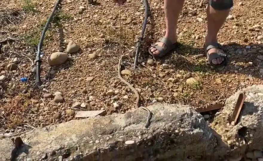 "Öldürdüm" deyip paylaşmıştı, 22 bin lira ceza gelince vazgeçti: "Zır cahilim" 1