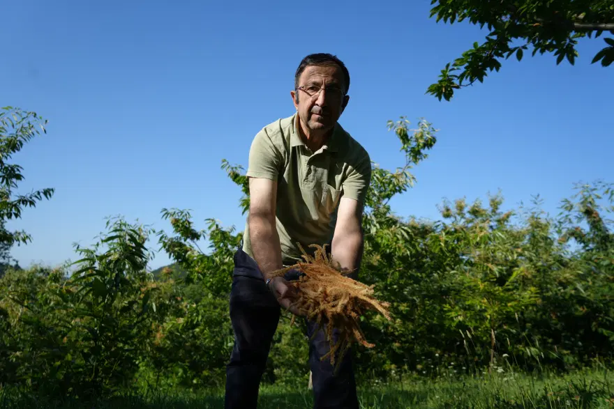 Yıllarca çöp diye atıldı, meğer şifa deposuymuş 