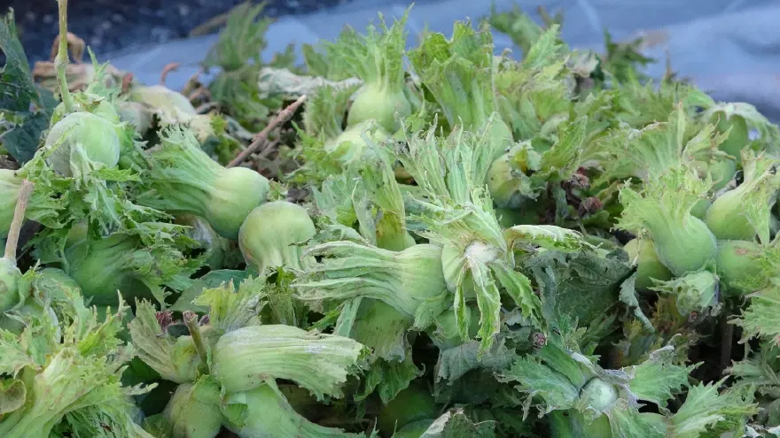 Kilosu 200 TL. Hasat sezonu yaklaşırken tezgaha indi 