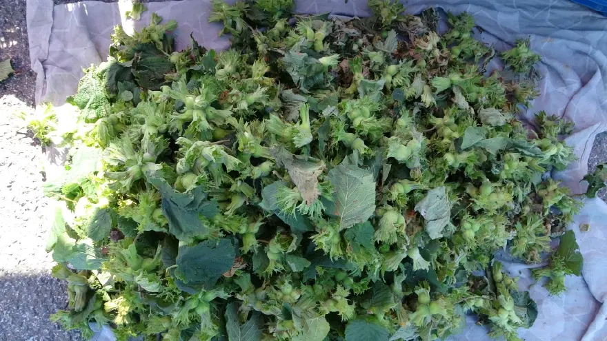 Kilosu 200 TL. Hasat sezonu yaklaşırken tezgaha indi 1
