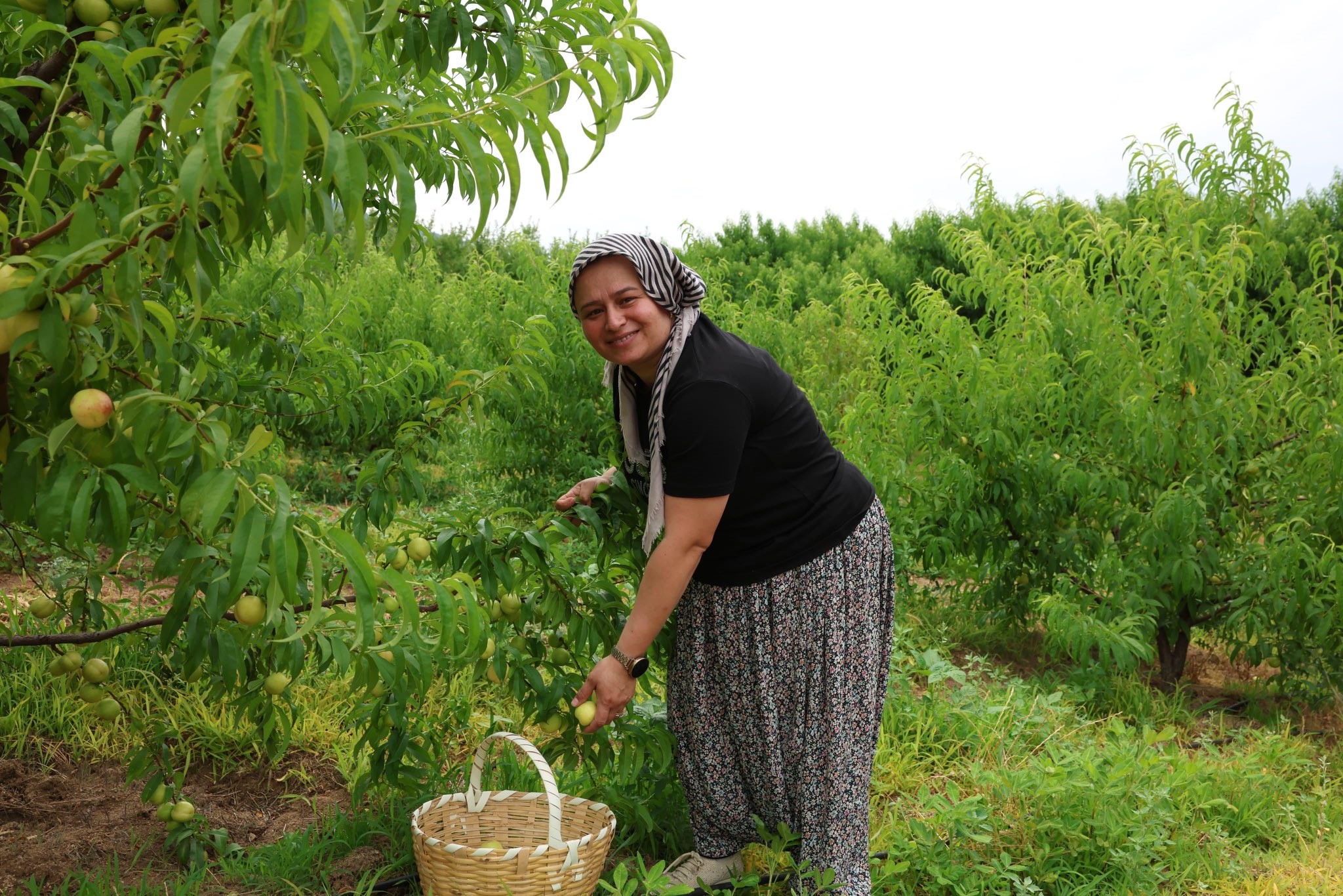 Bayramiç Beyazı hasadı başladı. Coğrafi tescilli