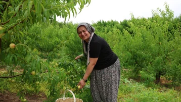 Bayramiç Beyazı hasadı başladı. Coğrafi tescilli