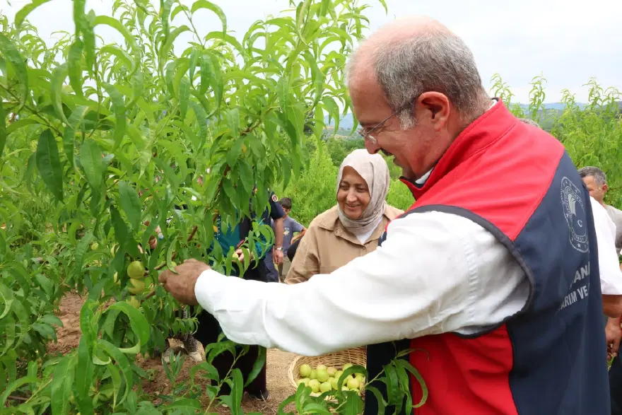 Bayramiç Beyazı hasadı başladı. Coğrafi tescilli 1