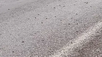 Asfaltı istila ettiler! Tokat'ta dikkat çeken doğa olayı