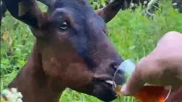 Yer: Rize. Bardaktan çay içen keçi yürekleri ısıttı