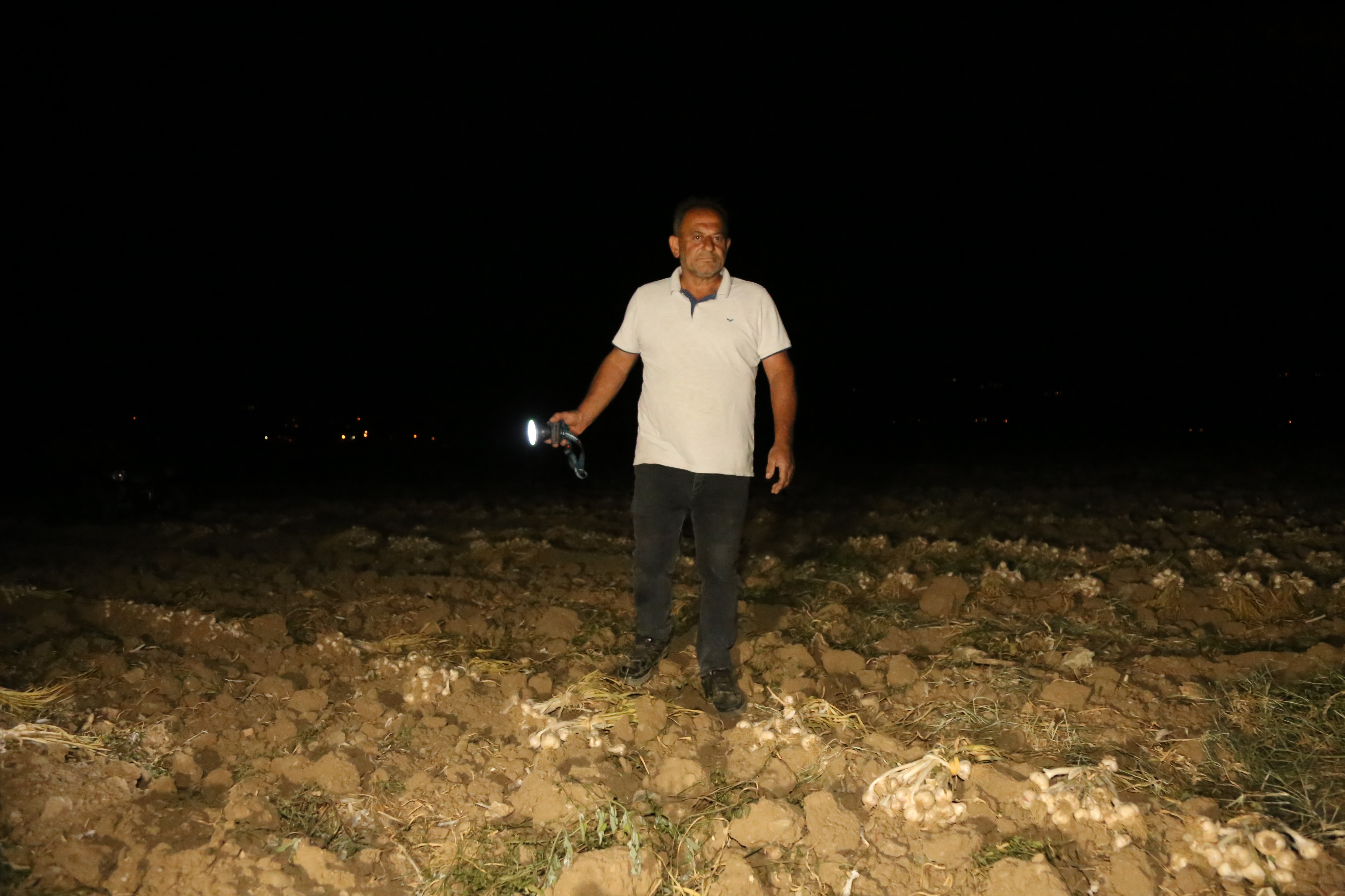 Güneş altında hasat ediyorlar, çalınmasın diye 15 gün boyunca başında nöbet tutuyorlar
