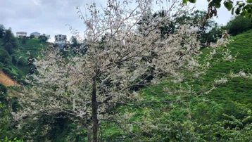 Karadeniz'de istila tehlikesi. Vampir kelebekten sonra şimdi de Amerikan kurdu