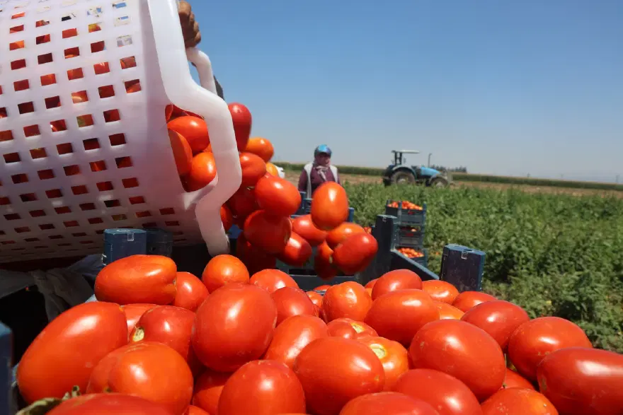 Sabahın ilk ışıklarıyla başlıyor, öğlen 2'de işi bırakıyorlar. 6 saatte 1100 TL'lik kazanç 3