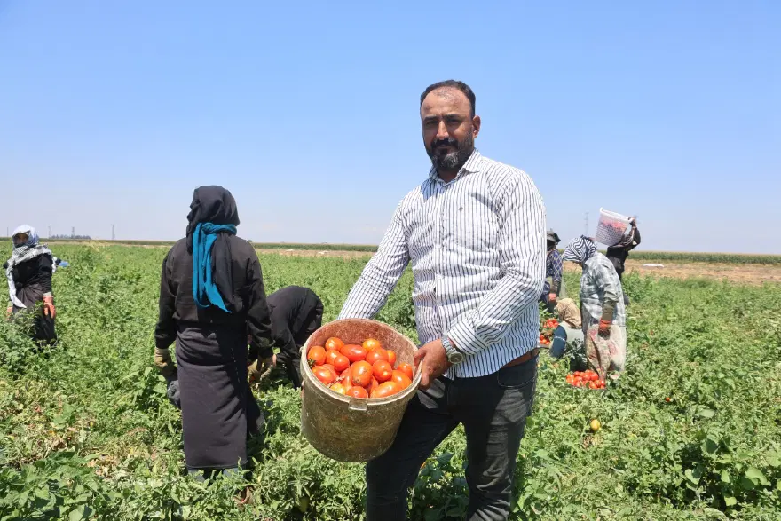 Sabahın ilk ışıklarıyla başlıyor, öğlen 2'de işi bırakıyorlar. 6 saatte 1100 TL'lik kazanç 