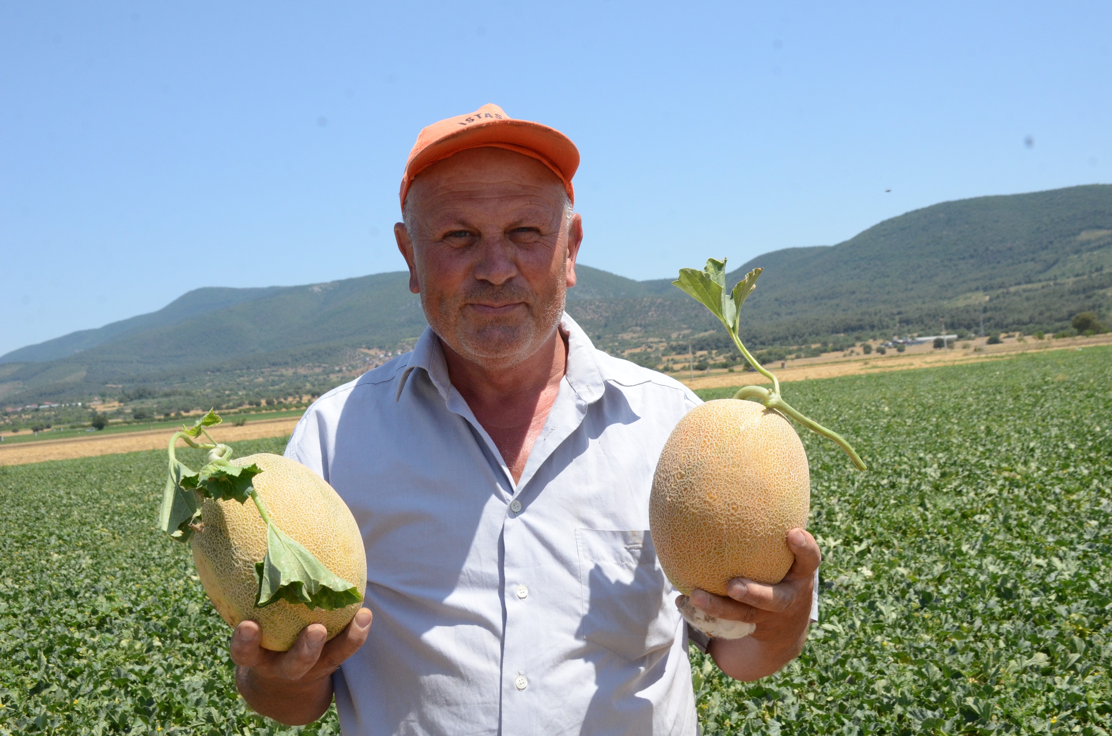 Fiyatların 30-40 TL civarında olması bekleniyor. Medetli kavununda hasat zamanı