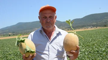 Fiyatların 30-40 TL civarında olması bekleniyor. Medetli kavununda hasat zamanı