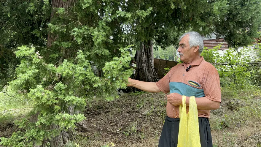 Doğadan topluyor. 10 metrekarede servet kazanıyor 