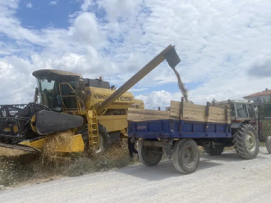 Samsun'da hasat başladı. Yağışlar birini vurdu, diğerinde yüzler gülüyor 2